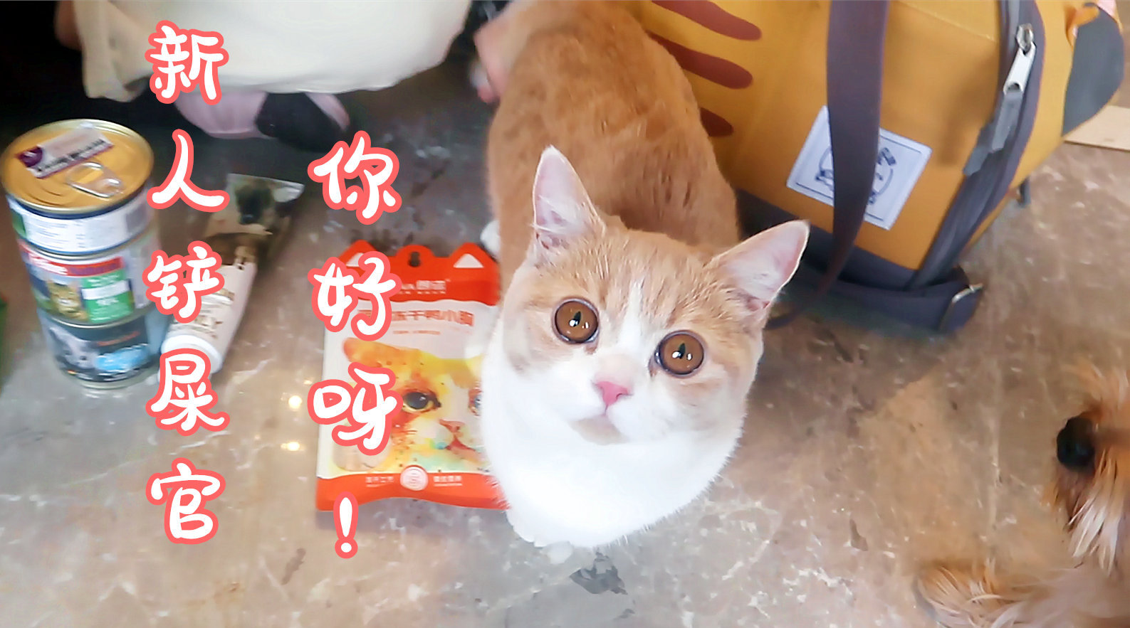 养猫之后才知道的事